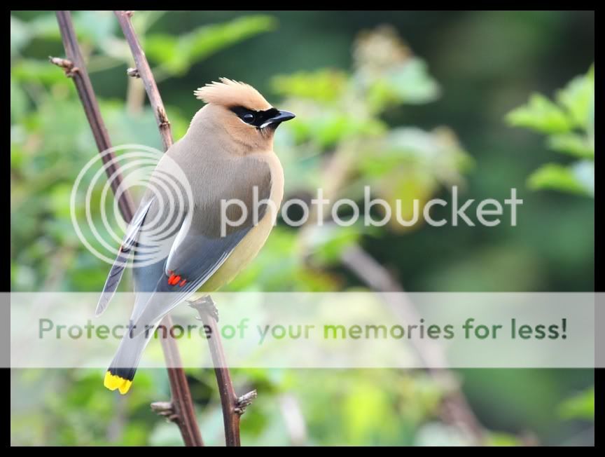 cedarwaxwing.jpg