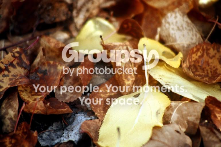 leaves.jpg