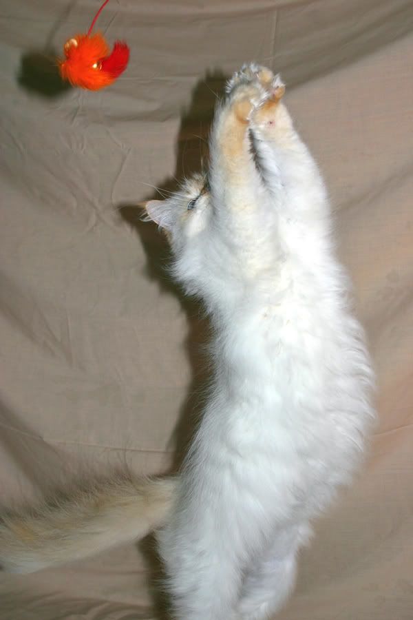 REACH.jpg