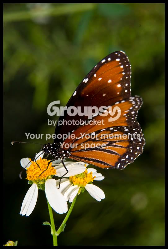 butterfly1.jpg