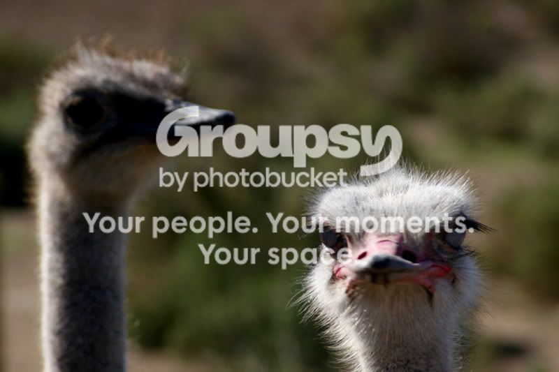 ostrich14.jpg