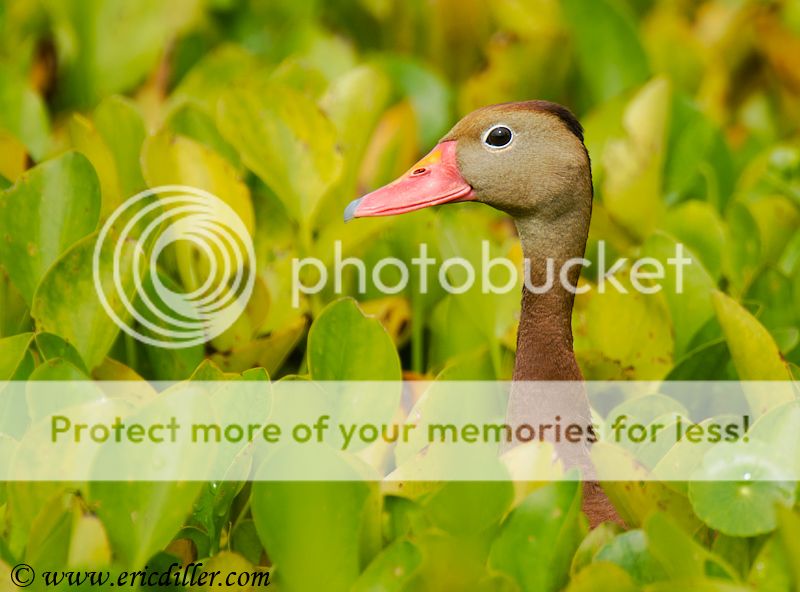 _ECD3942-copy800.jpg