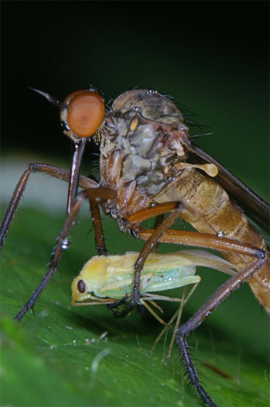 fly_dinner_01.jpg