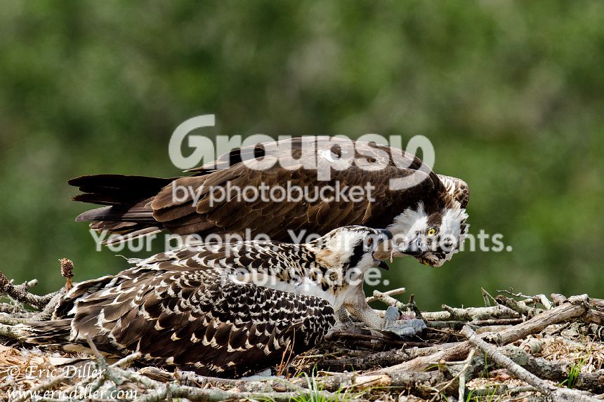 _ECD4653-copy860-1.jpg