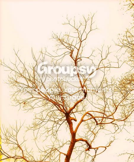 tree-pinkbackground.jpg