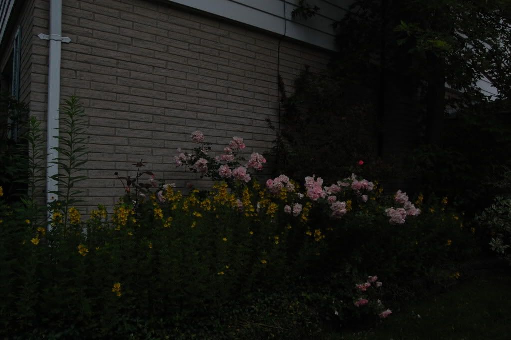 DSC_0008.jpg