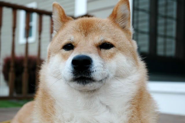 Baxter.jpg