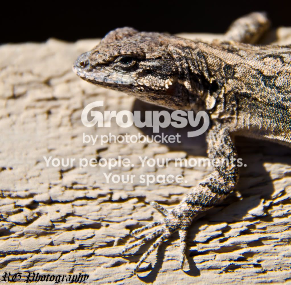 lizard2.jpg