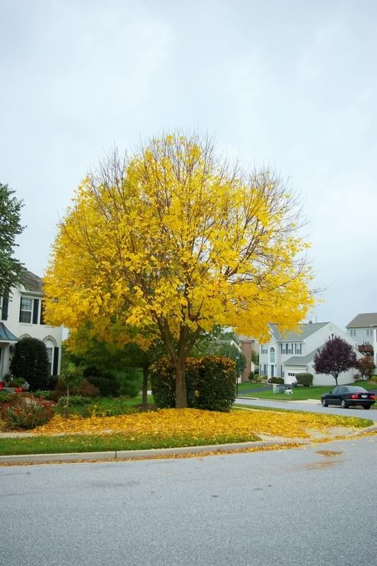 YellowTree.jpg