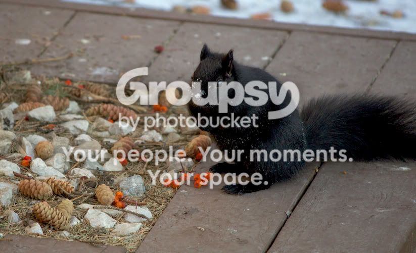 tpfhelpsquirrel1.jpg