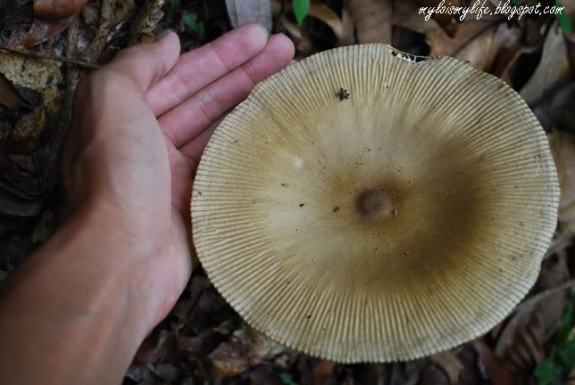 FUNGI2_0083.jpg
