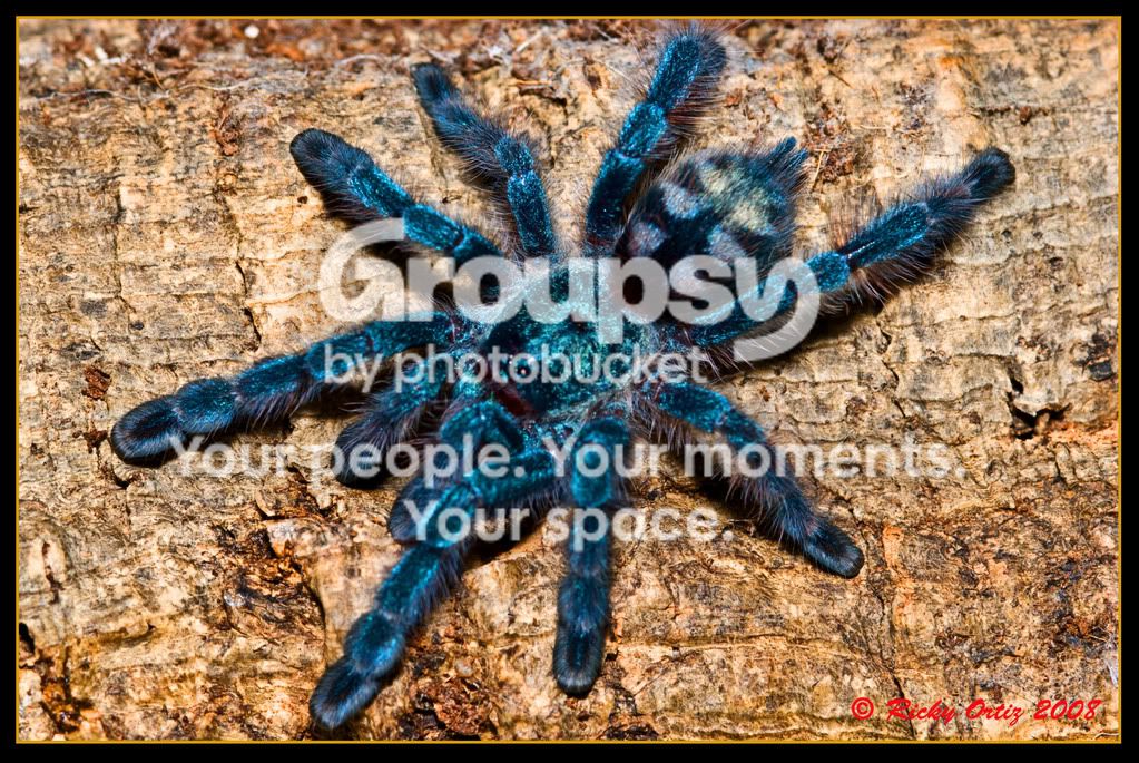 versicolor.jpg
