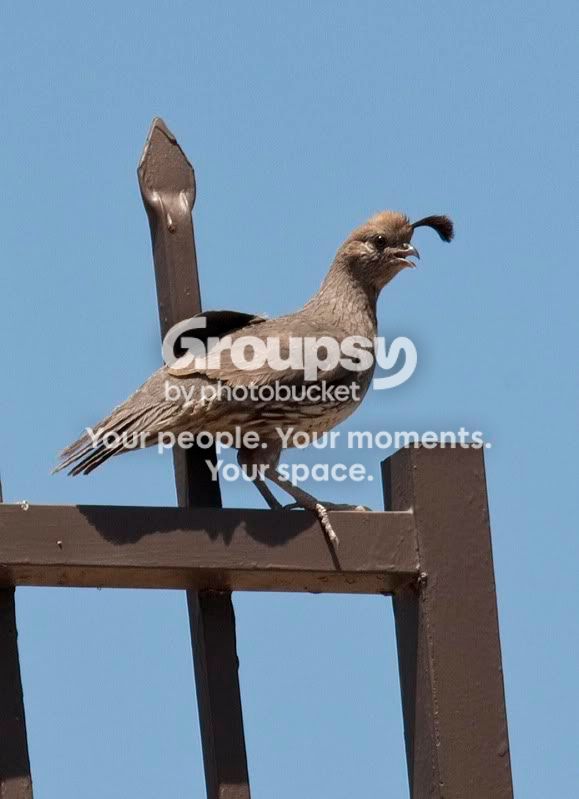 femquail.jpg