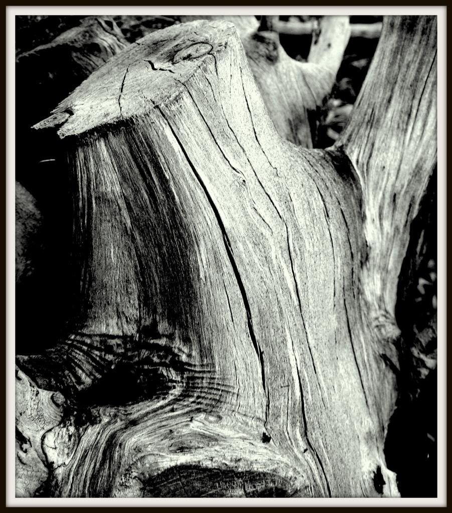 STUMP_zps03aed73b.jpg