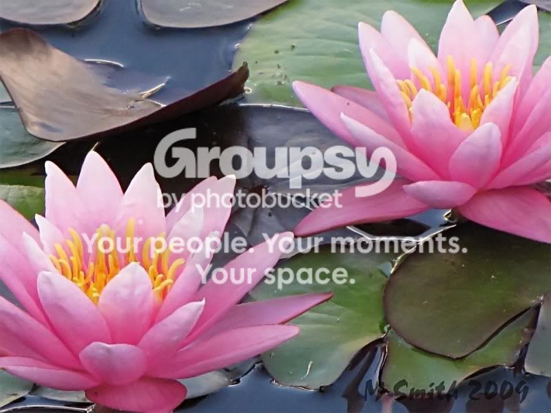 Twowaterlillies_filtered.jpg