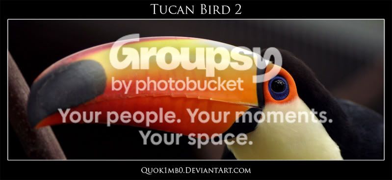 tucanbird2.jpg