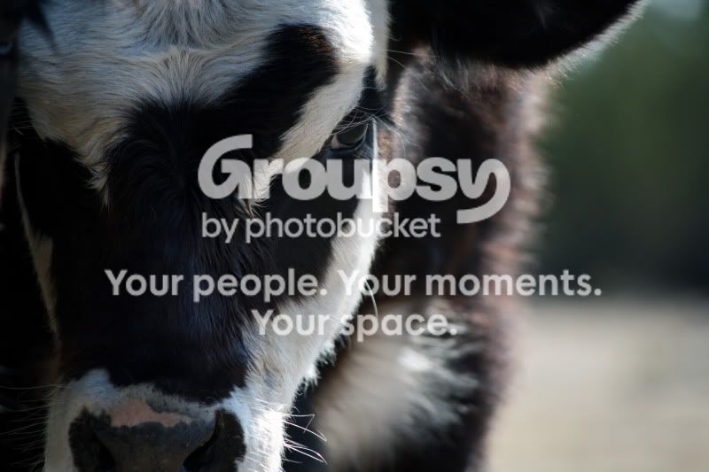 IMG_1528copy.jpg