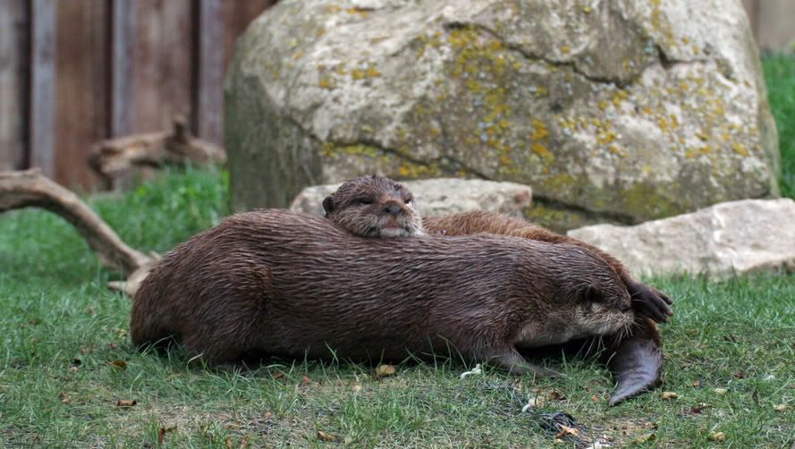 otters2edit.jpg