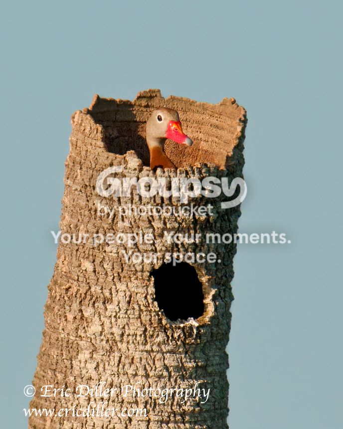 _ECD9423-copy860.jpg