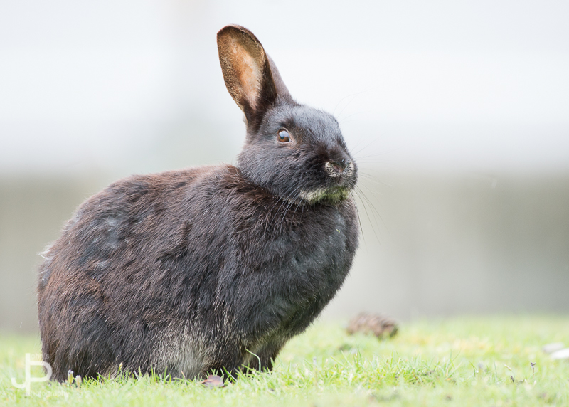 Rabbit%20%282%29.JPG