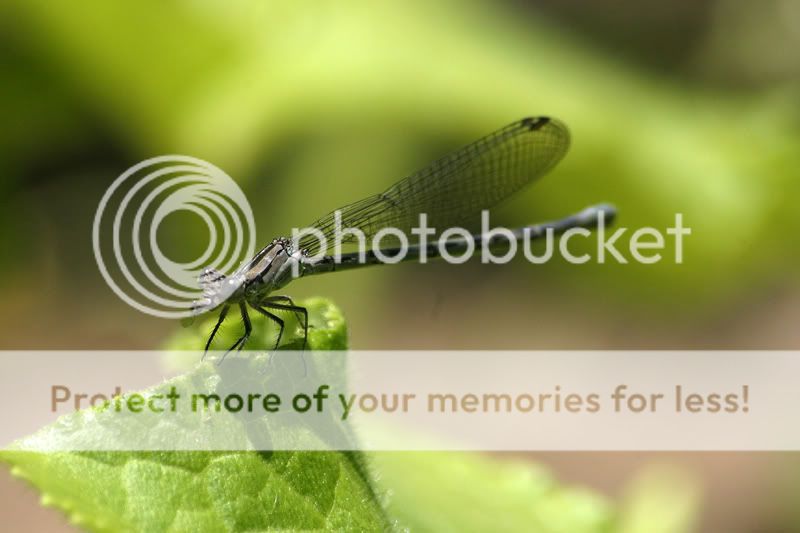dragonfly0092a.jpg