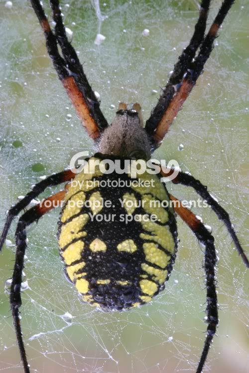 Spider.jpg