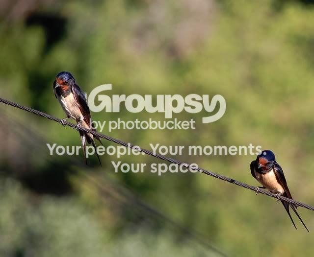 birs7.jpg