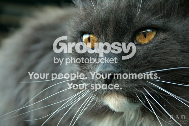 Smokie.jpg