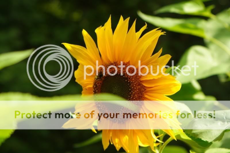 sunflower.jpg