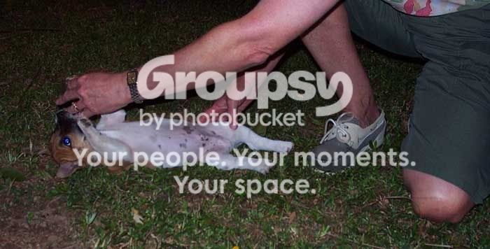 webpuppy-009.jpg