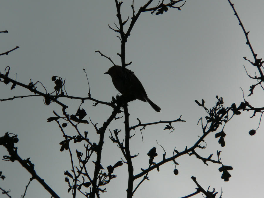 Birds_Shadow_by_LeviNifty.jpg