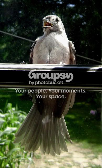 bird020.jpg