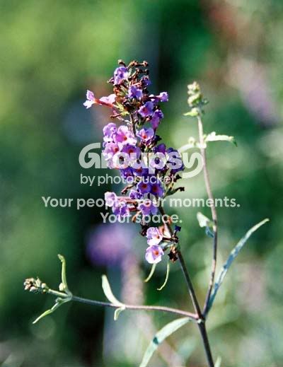 Flower002.jpg