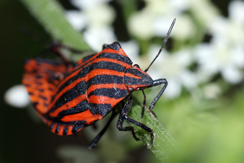 stink_bug_04.jpg