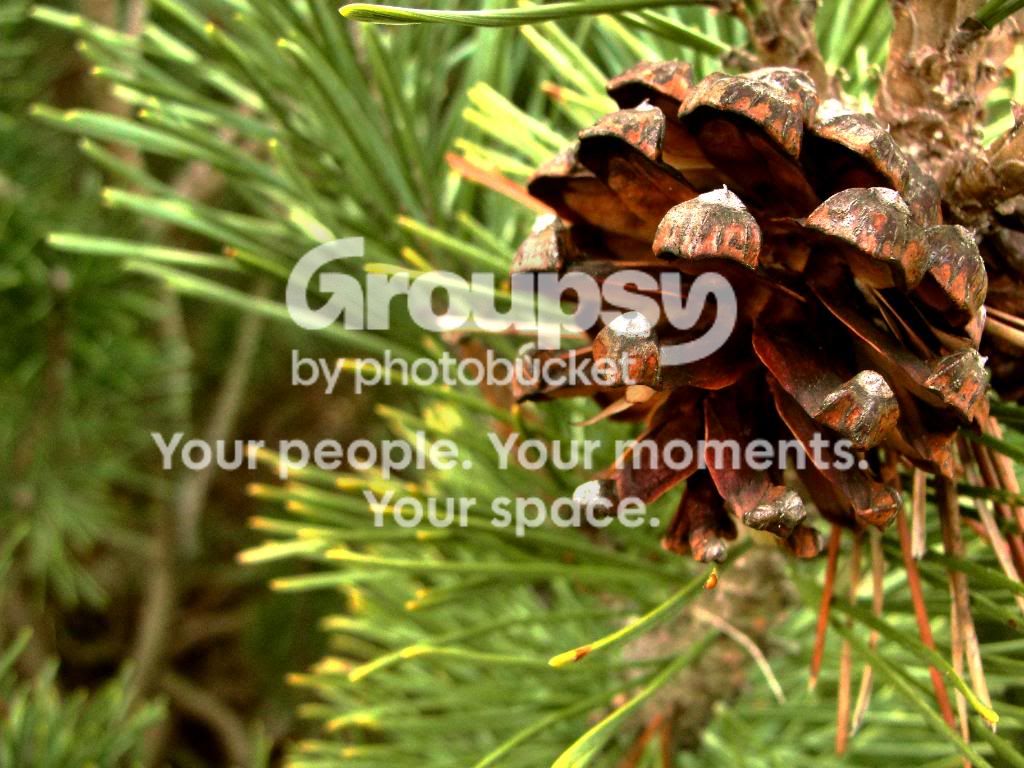 Pinecones.jpg