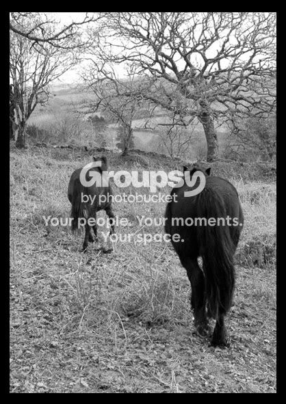 HORSY.jpg