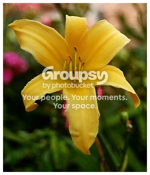 yellowflower_hnf_120.jpg