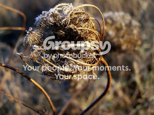 100_4052weedonafrostymorn.jpg