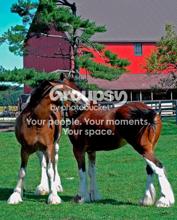 websize2005farm14.jpg