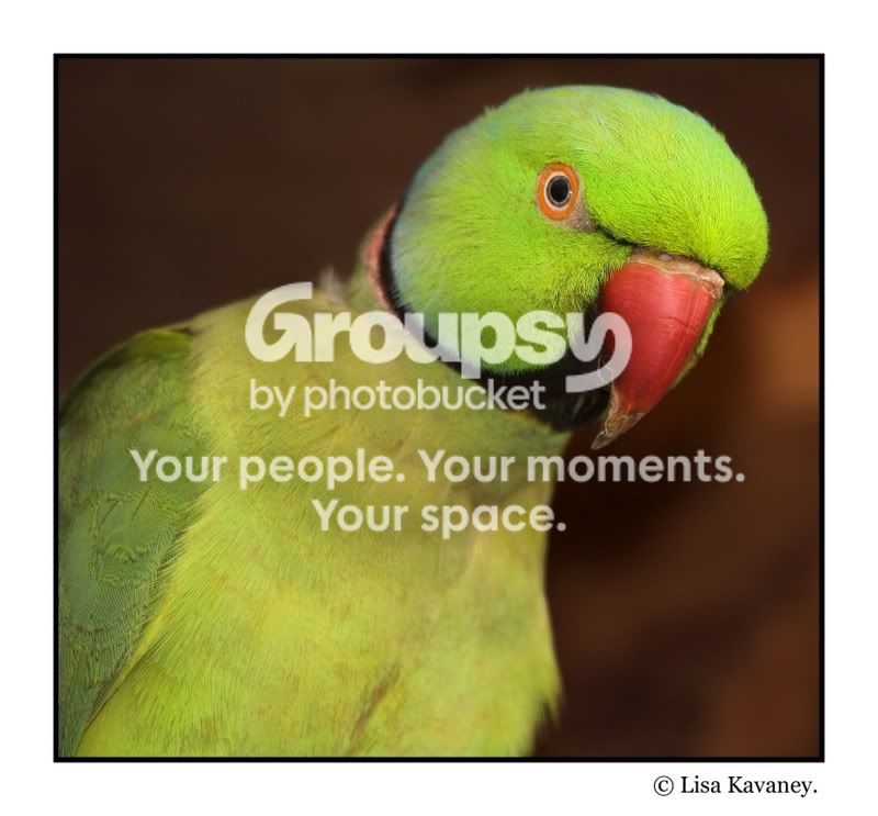 birdgreen-01.jpg