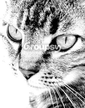 contrastkitty.jpg