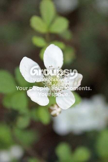 macro02.jpg