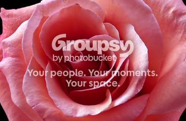 pinkrose2.jpg