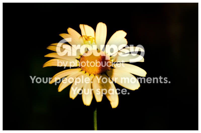 flower_1.jpg