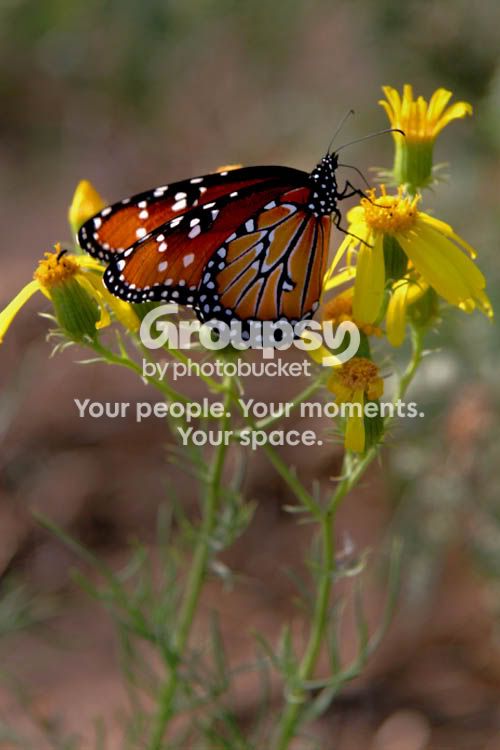 butterfly_4.jpg