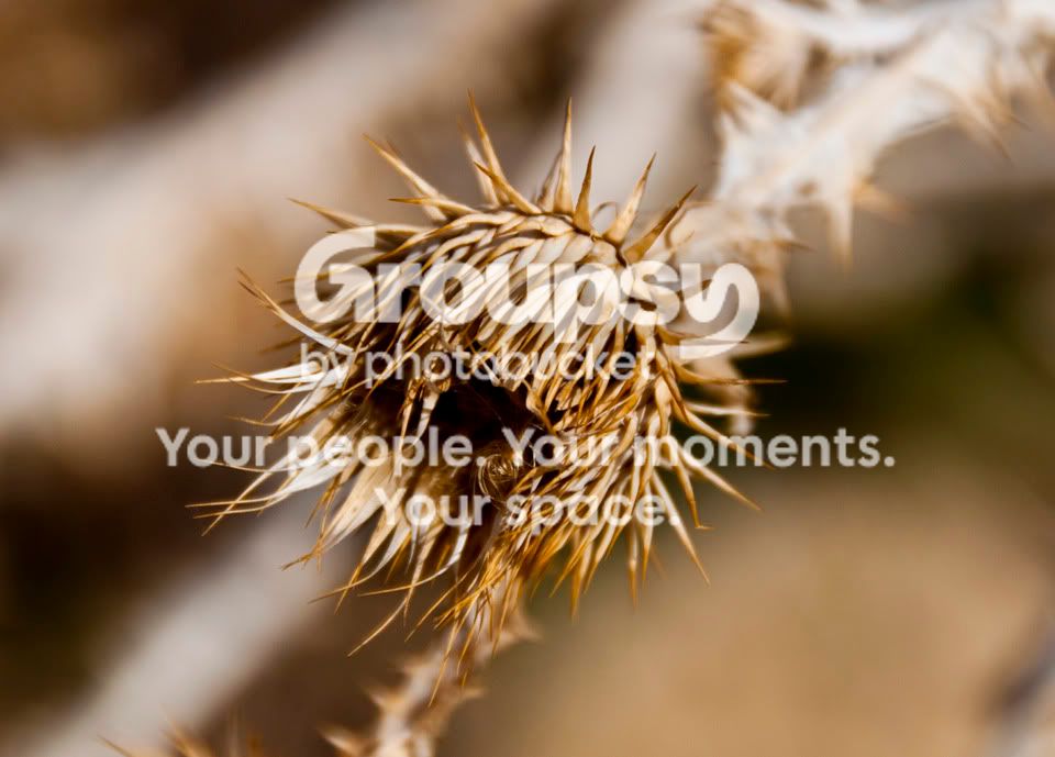Macro1.jpg