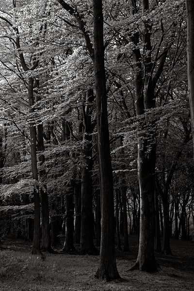 EmptyName-4b-w-L.jpg