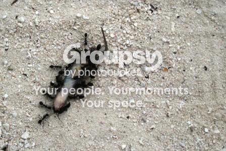 ants.jpg