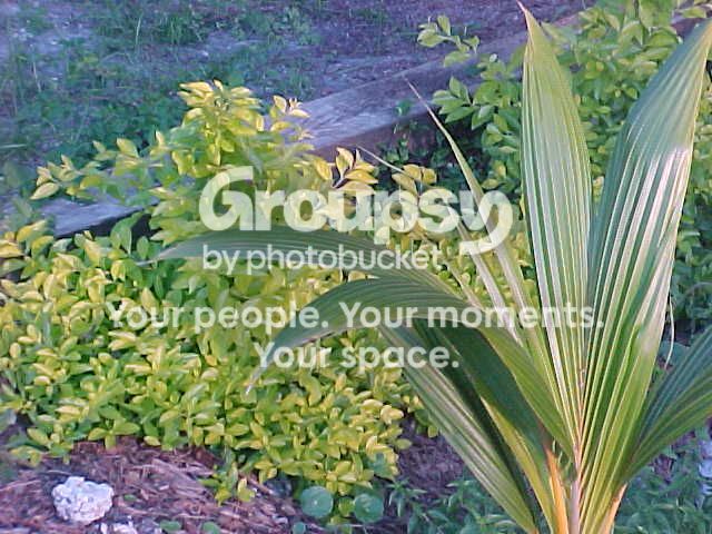 Green1.jpg