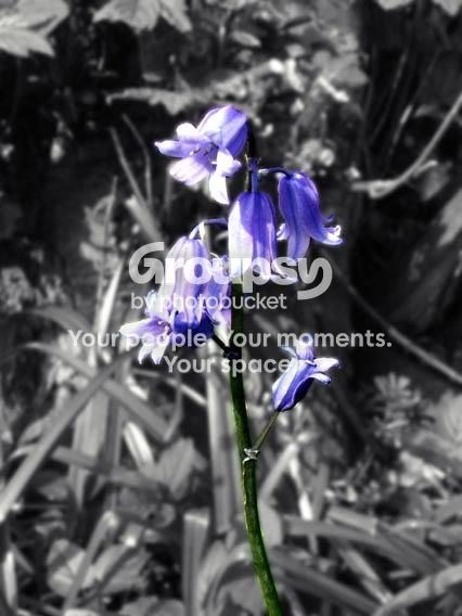 bluebellrecoloured.jpg